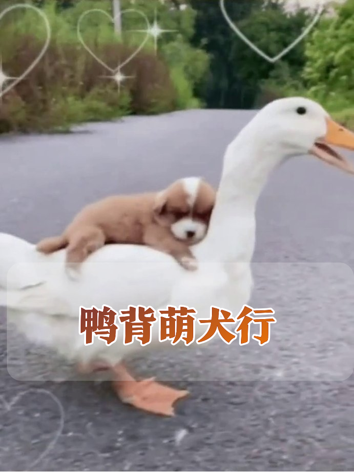 大白鸭兼职当“滴滴司机”,小奶狗稳坐“鸭背专车”萌翻全网