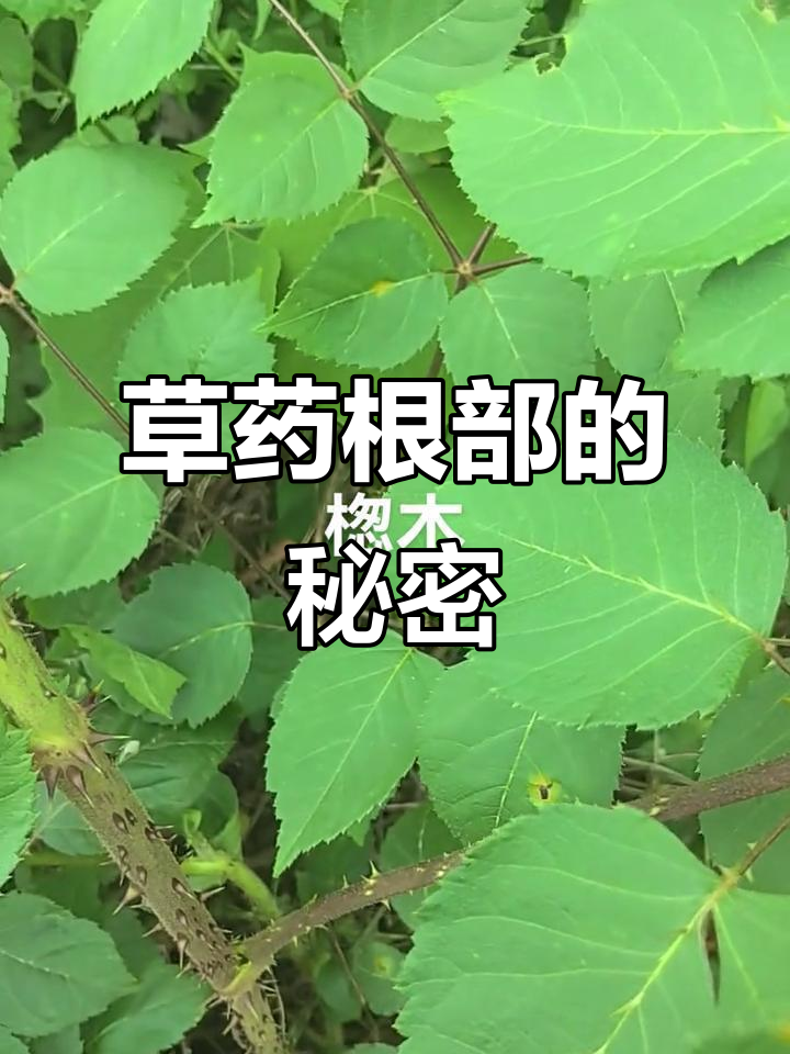 草药根部大揭秘,刺多到连鸟都不能站!