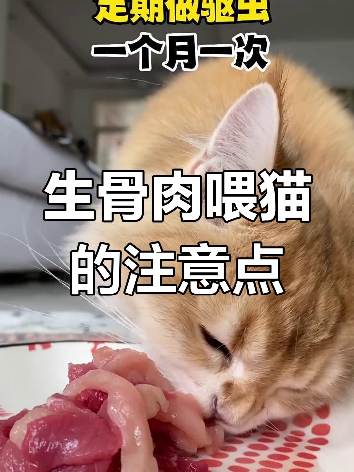 猫咪生骨肉喂养全攻略:注意事项与技巧分享