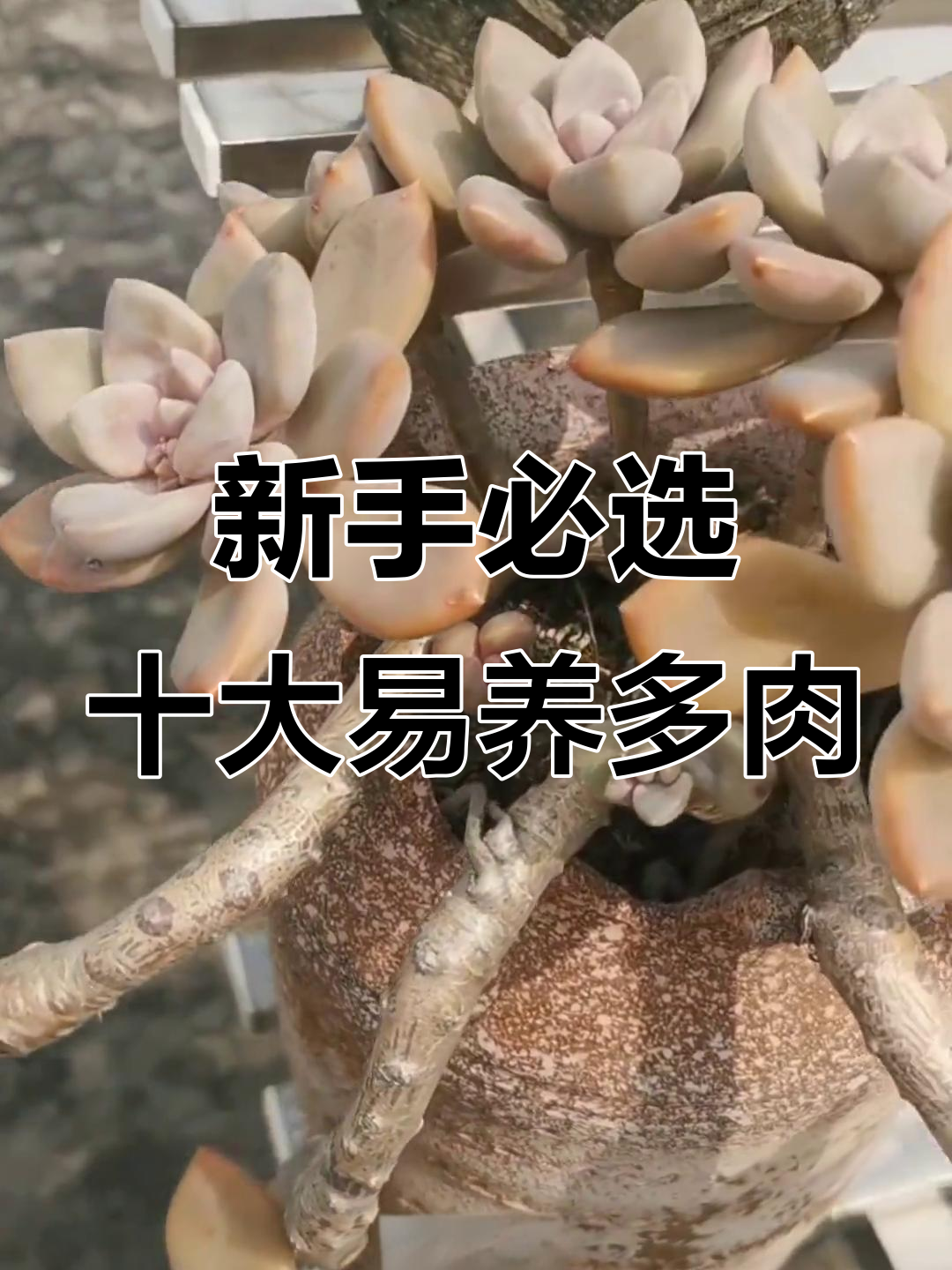 适合新手养的十款超强繁殖多肉，轻松入门