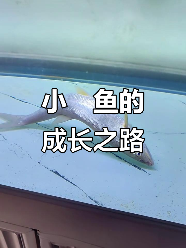 小鳡鱼逆袭成长记:从十厘米到水中老虎,能否突破命运?