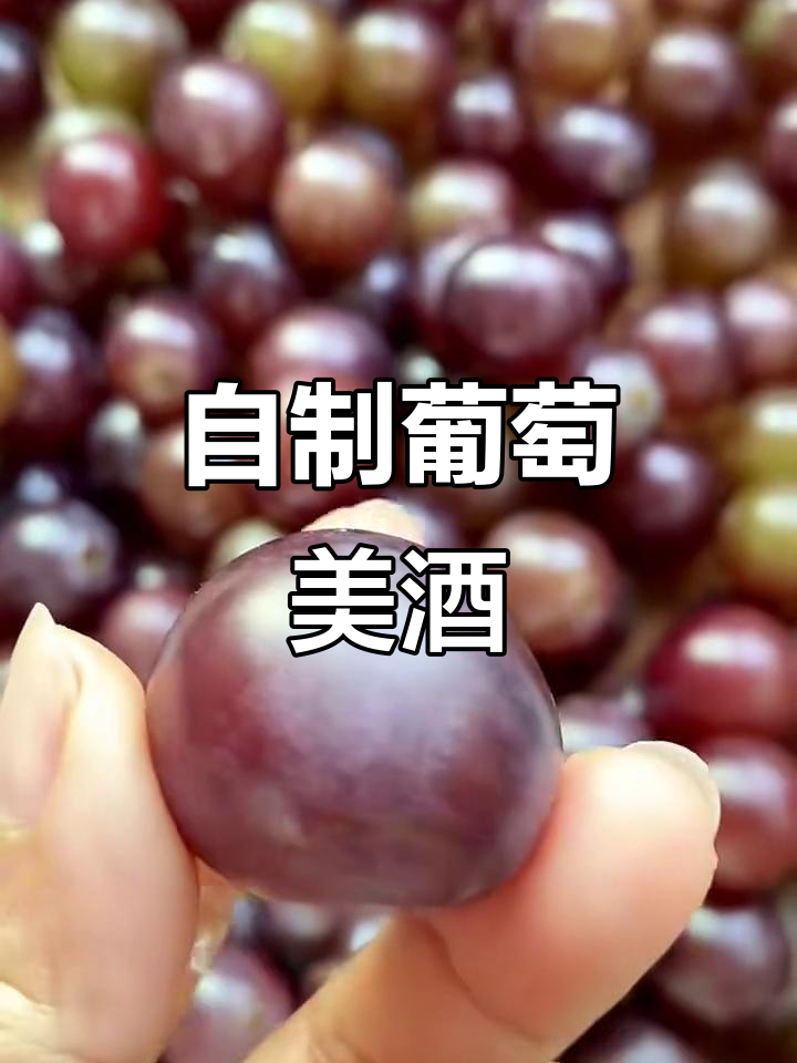 家庭酿制葡萄酒，简单步骤教你轻松做出美味果酒