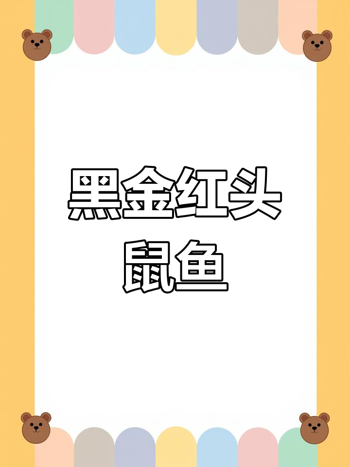 黑金红头鼠鱼:南美经典入门品种,黑白平衡中的异域风情