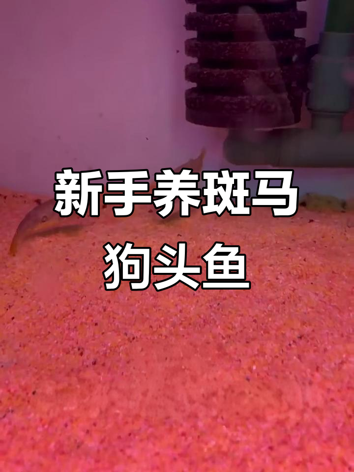适合新手养的斑马狗头鱼,胆小却极具攻击力