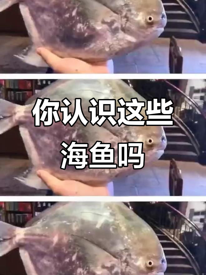 这些海鱼你都能叫出名字吗？看看你能答对几个！