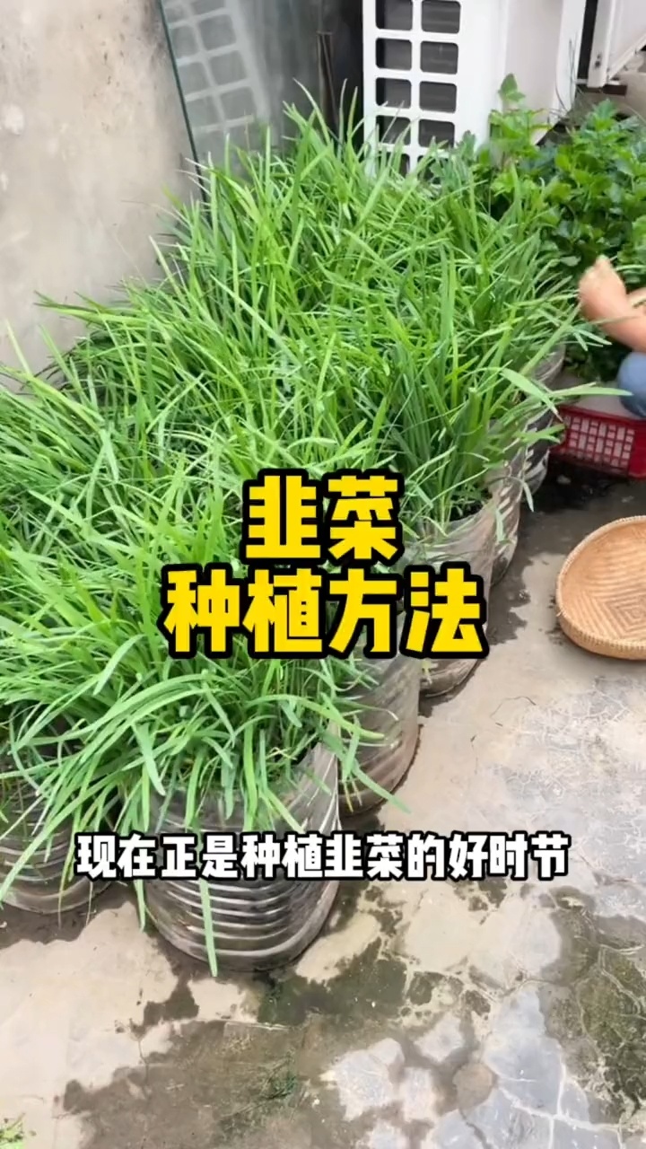 韭菜的种植方法与技巧 喜欢赶紧收藏起来吧