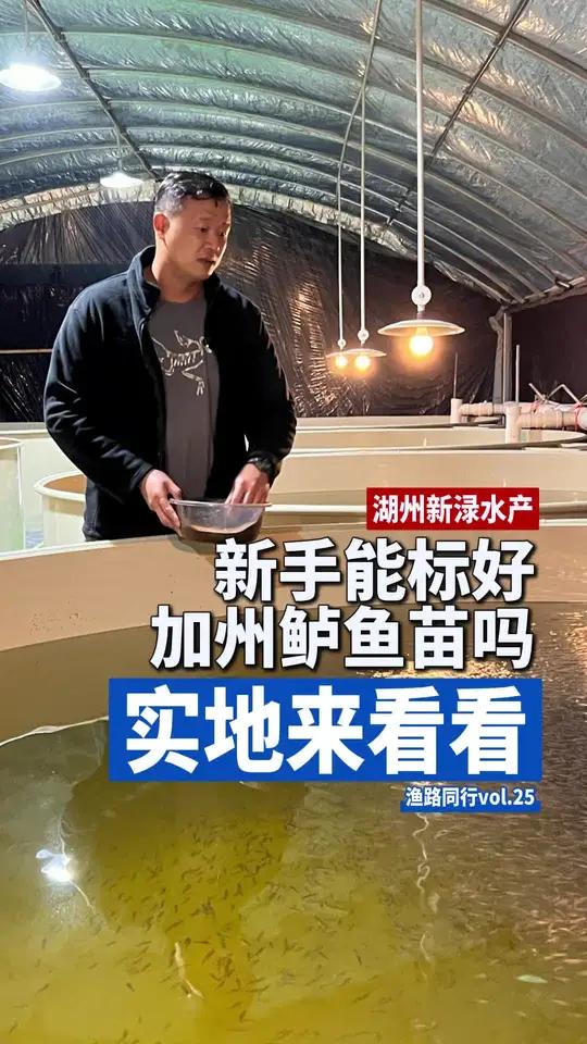 「渔路同行vo.25湖州新渌水产」新手能不能标好加州鲈鱼苗？实地来看看这个场地做的怎么样