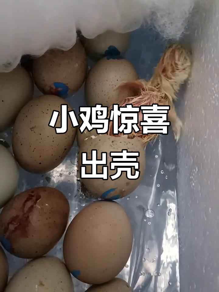 小鸡“哪吒”意外出壳，竟是惊喜蛋！