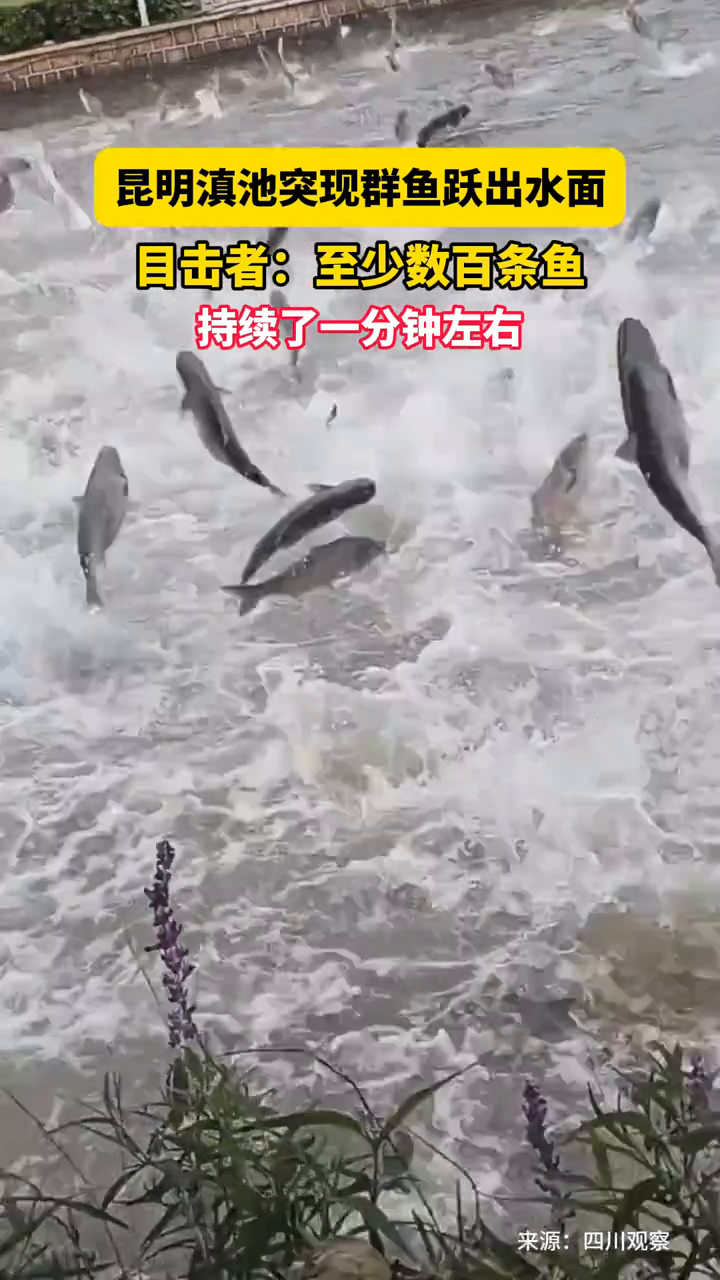 昆明滇池突现群鱼跃出水面,目击者:至少数百条鱼