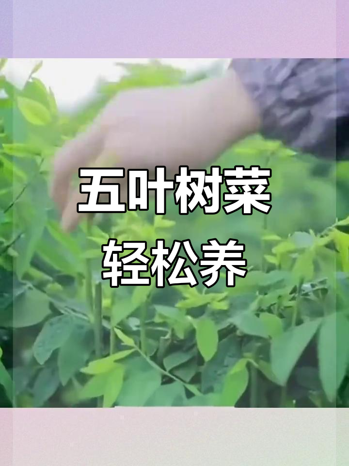 南方特色绿植，耐高温懒人养护，五叶树菜阳台庭院必备