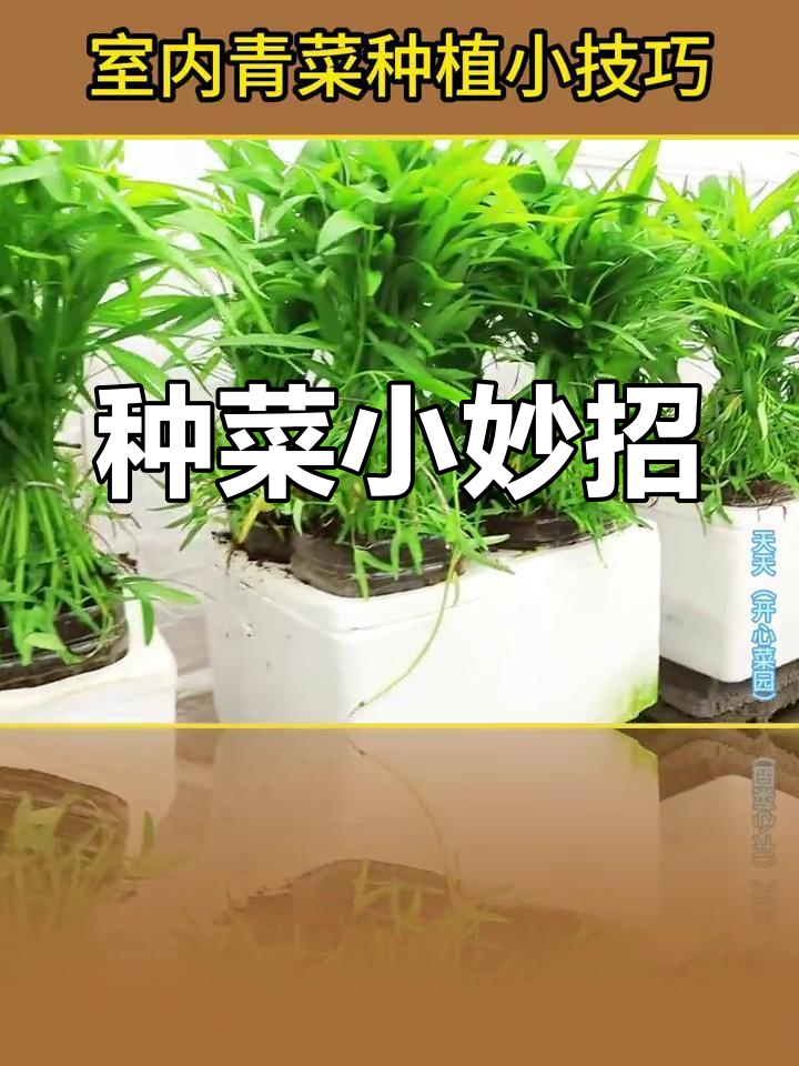 废弃物品变宝,阳台种菜轻松搞定,收获满满绿色蔬菜!