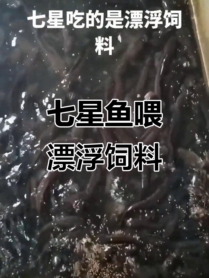 七星鱼吃漂浮饲料,水质管理很重要