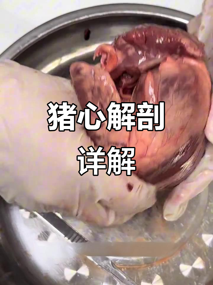 猪心解剖实验:详细步骤与关键结构解析