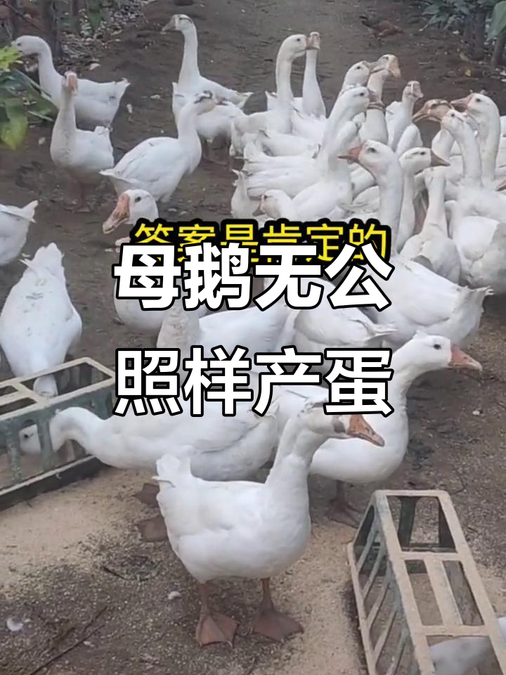母鹅没有公鹅也能下蛋,但能孵化吗?