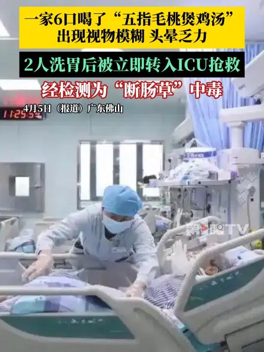 一家6口喝了“五指毛桃煲鸡汤”,出现视物模糊、头晕乏力,2人洗胃后被立即转入ICU抢救。经