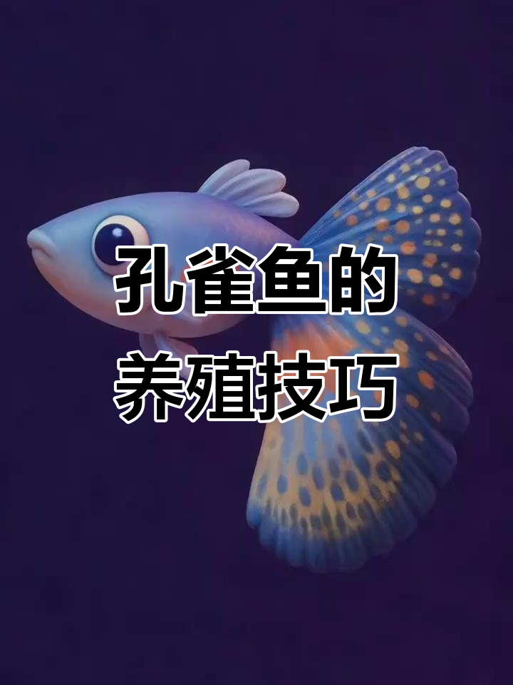 孔雀鱼养护全攻略:从小精灵到水族明星