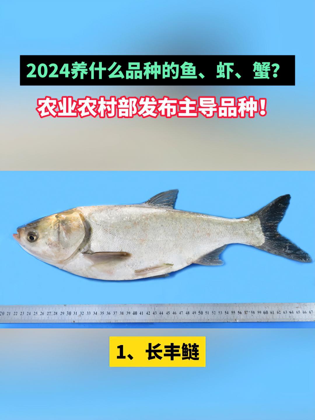 2024养什么品种的鱼、虾、蟹?农业农村部发布主导品种!水产养殖 三农 水产
