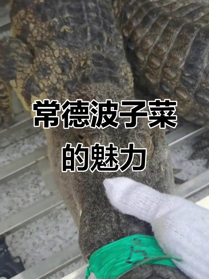 常德钵子菜:万物皆可入,鼎食文化传承