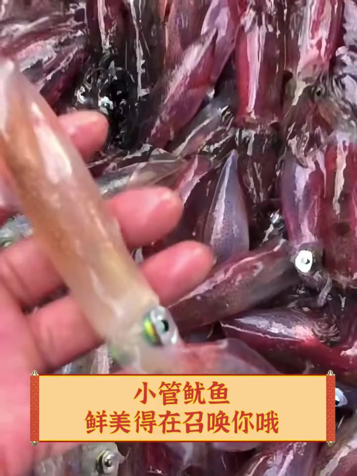 小管鱿鱼,鲜美得在召唤你哦