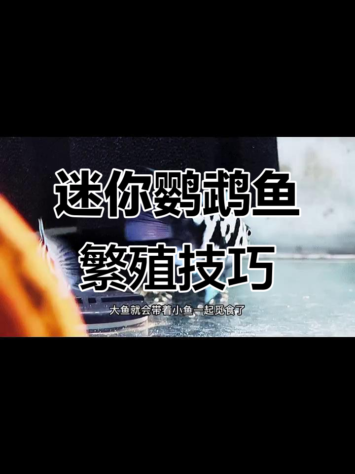 迷你鹦鹉鱼不隔离能长大吗?产卵后如何孵化小鱼