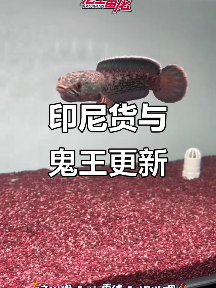 印尼鬼王与雷龙鱼持续更新,精彩不断