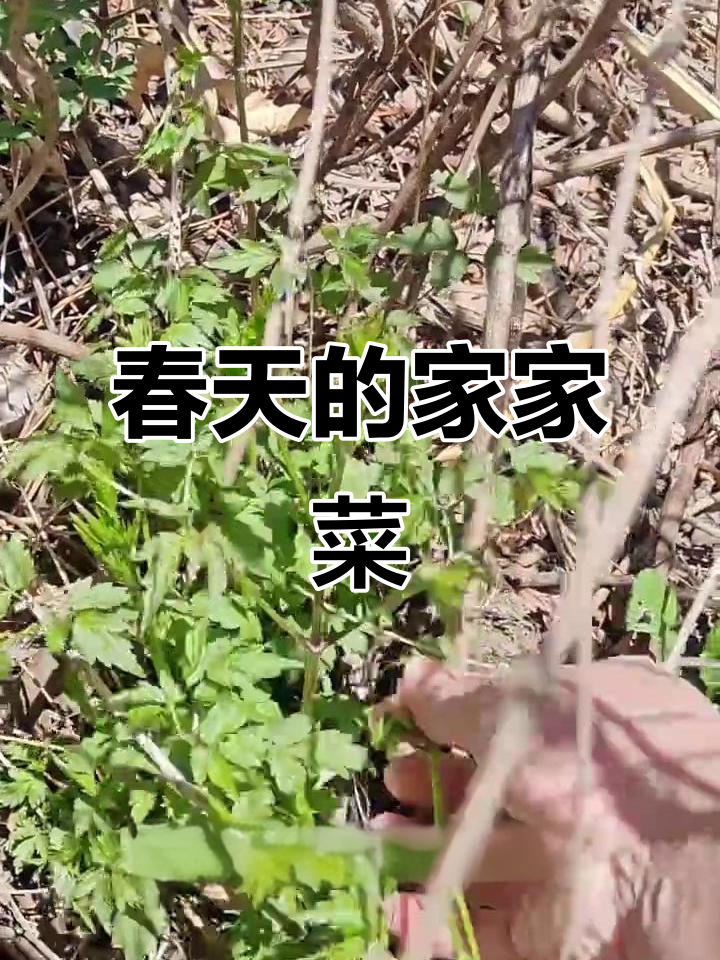 春天里的野菜美味,你尝过吗?这种驴龙尖身份竟是药食同源!