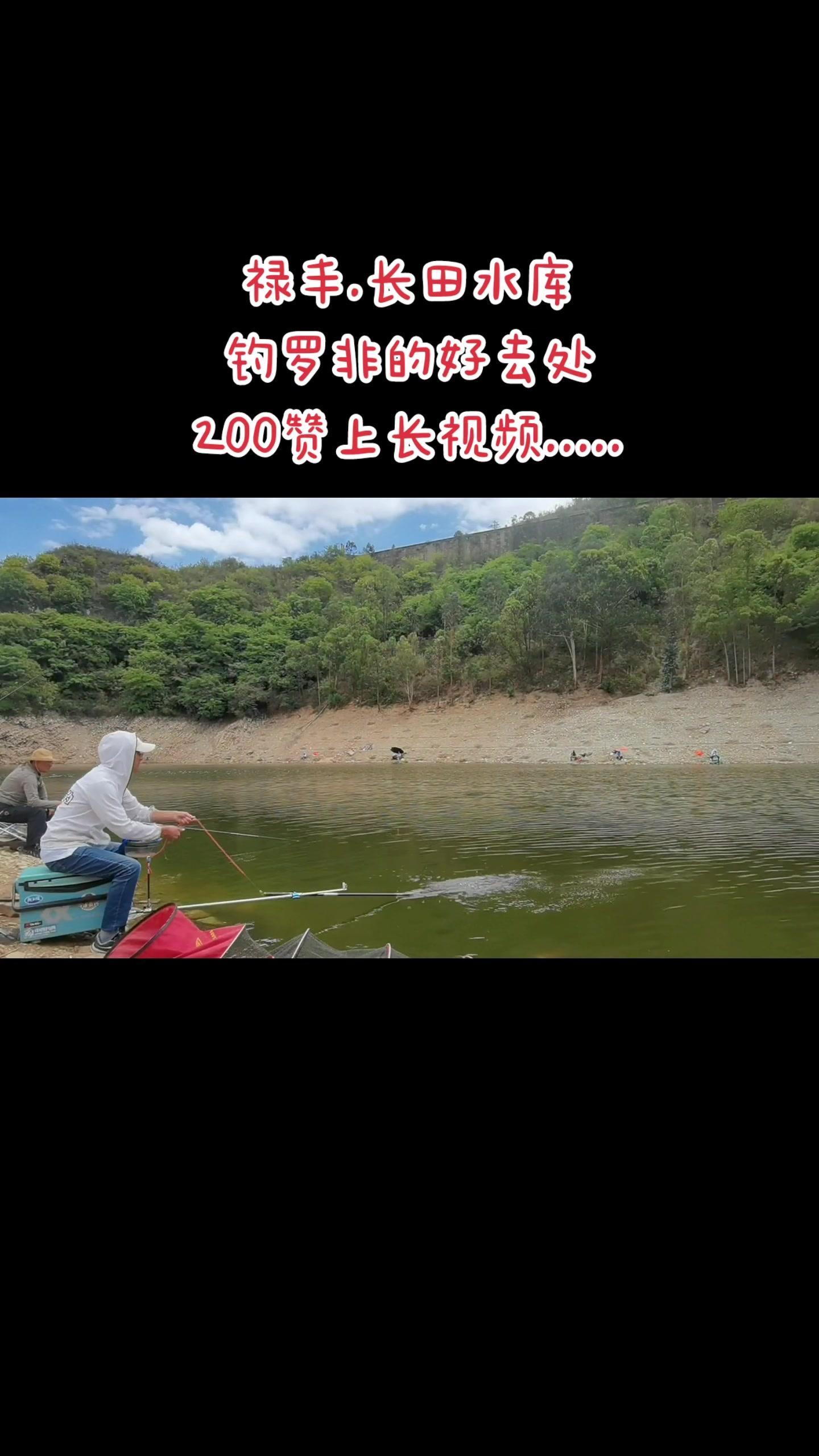 户外 野钓 罗非鱼 昆明 钓鱼 昆明周边长田水库,钓罗非这里好过瘾