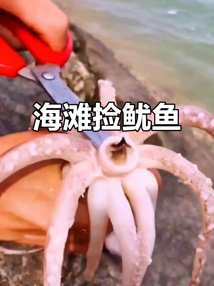 赶海抓海鲜,鱿鱼牙齿解剖大揭秘!