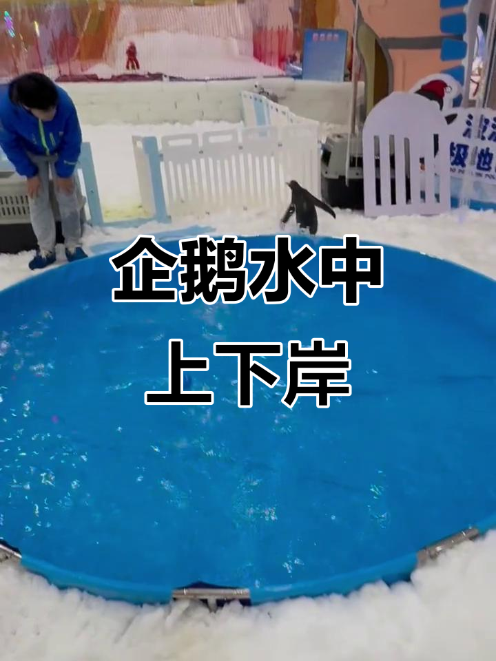 企鹅下水与上岸的有趣瞬间,看它们如何应对冰雪世界的挑战