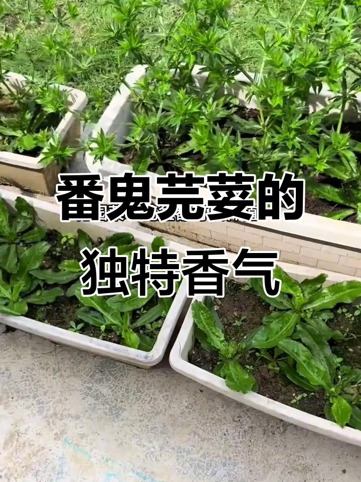 番鬼芫荽:野香菜的味道与魅力