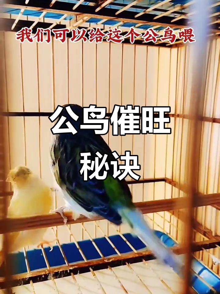 公鸟催旺后,泄殖腔肿大才可合笼
