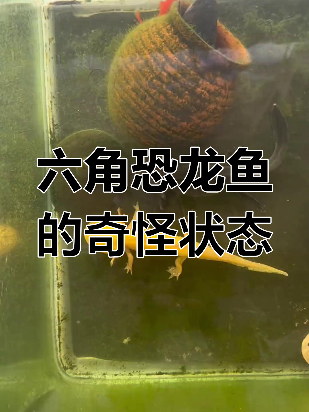 六角恐龙鱼一动不动,难道是睡着了?