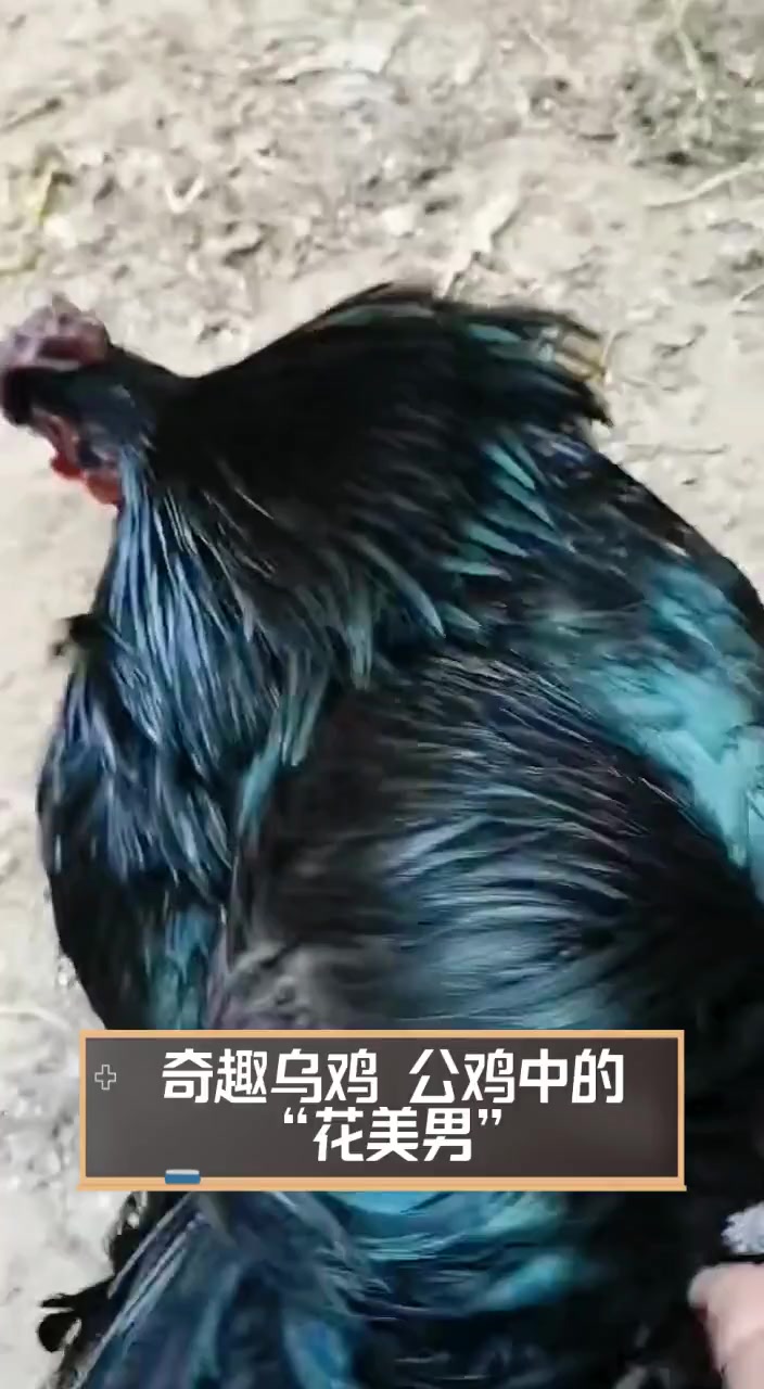 奇趣乌鸡,公鸡中的“花美男”