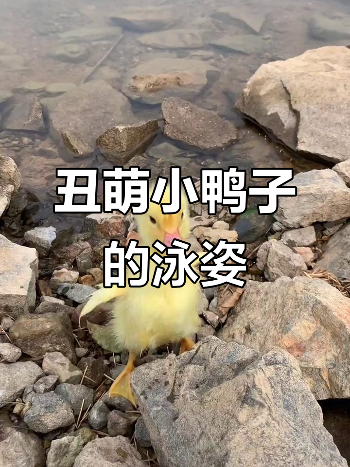 小鸭子河里游泳,萌态十足!