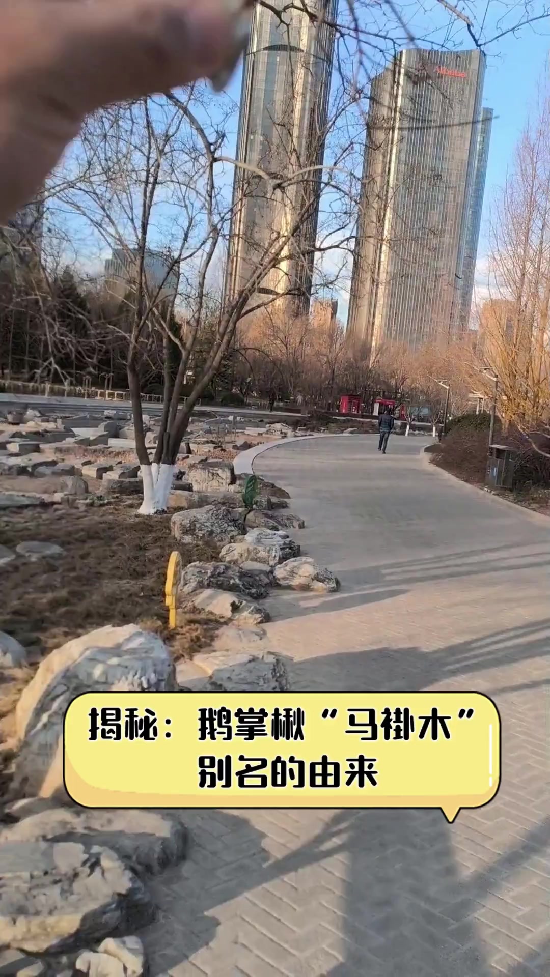 揭秘:鹅掌楸“马褂木”别名的由来