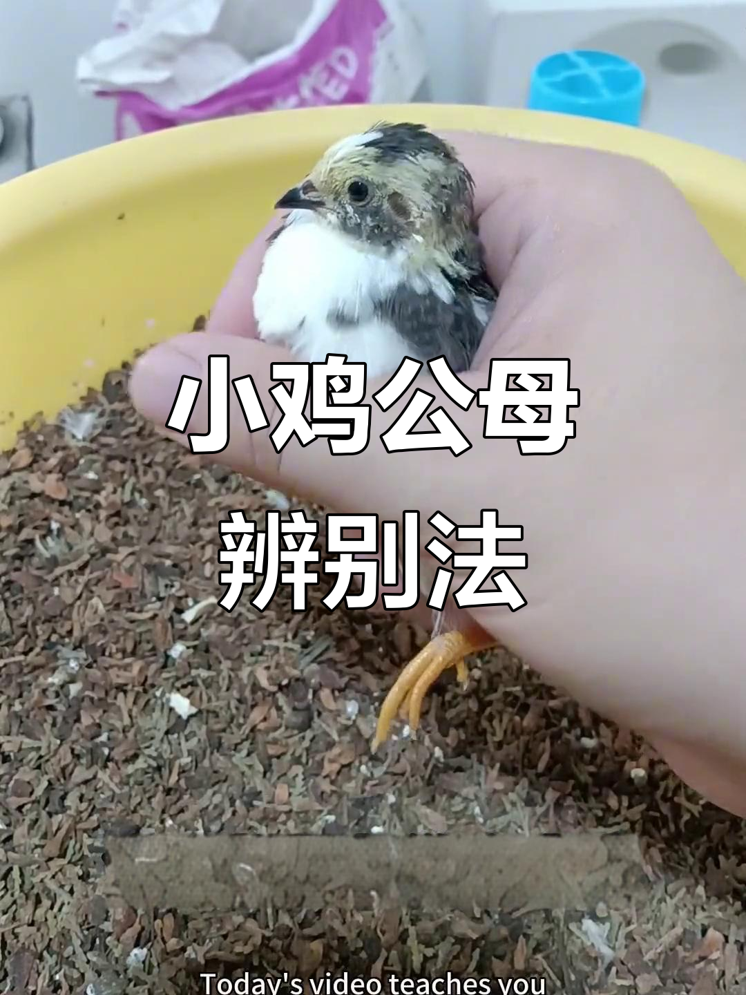 20天小鸡公母分辨技巧,看屁股红毛就能轻松搞定