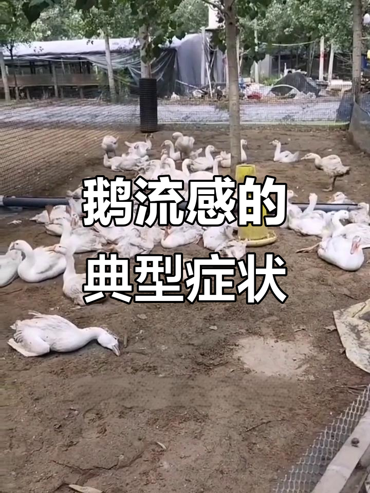 流感症状解析:鹅病如何判断与应对