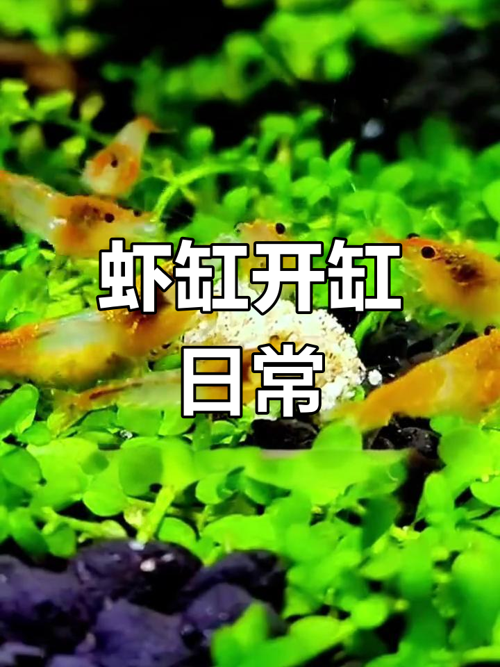 小虾缸开缸,看它们吃饭真有趣