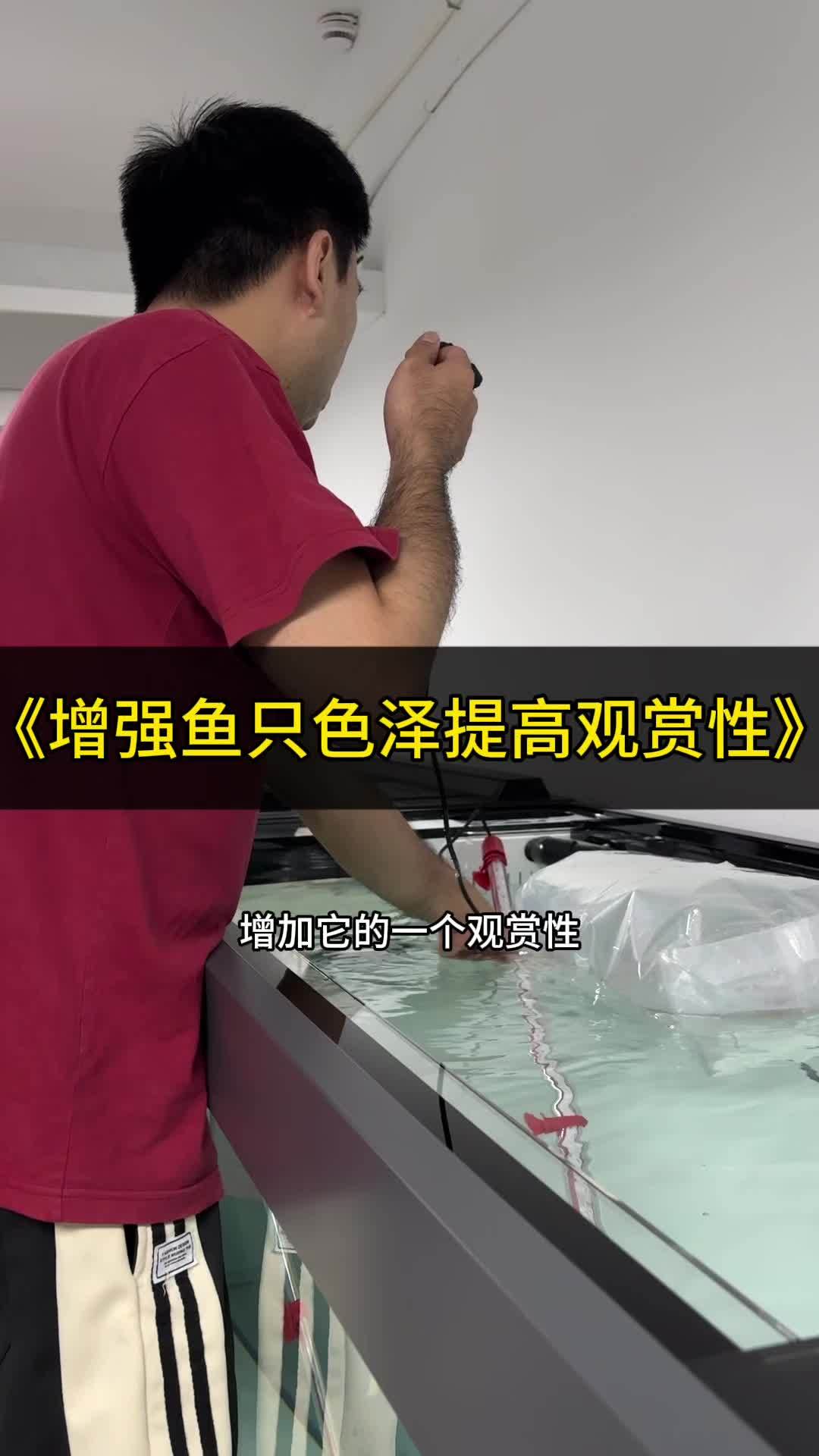 如果你觉得龙鱼颜色不够艳丽好看且记得多加一支灯 观赏鱼 养鱼日记 红龙 龙虎魟观赏鱼 增艳