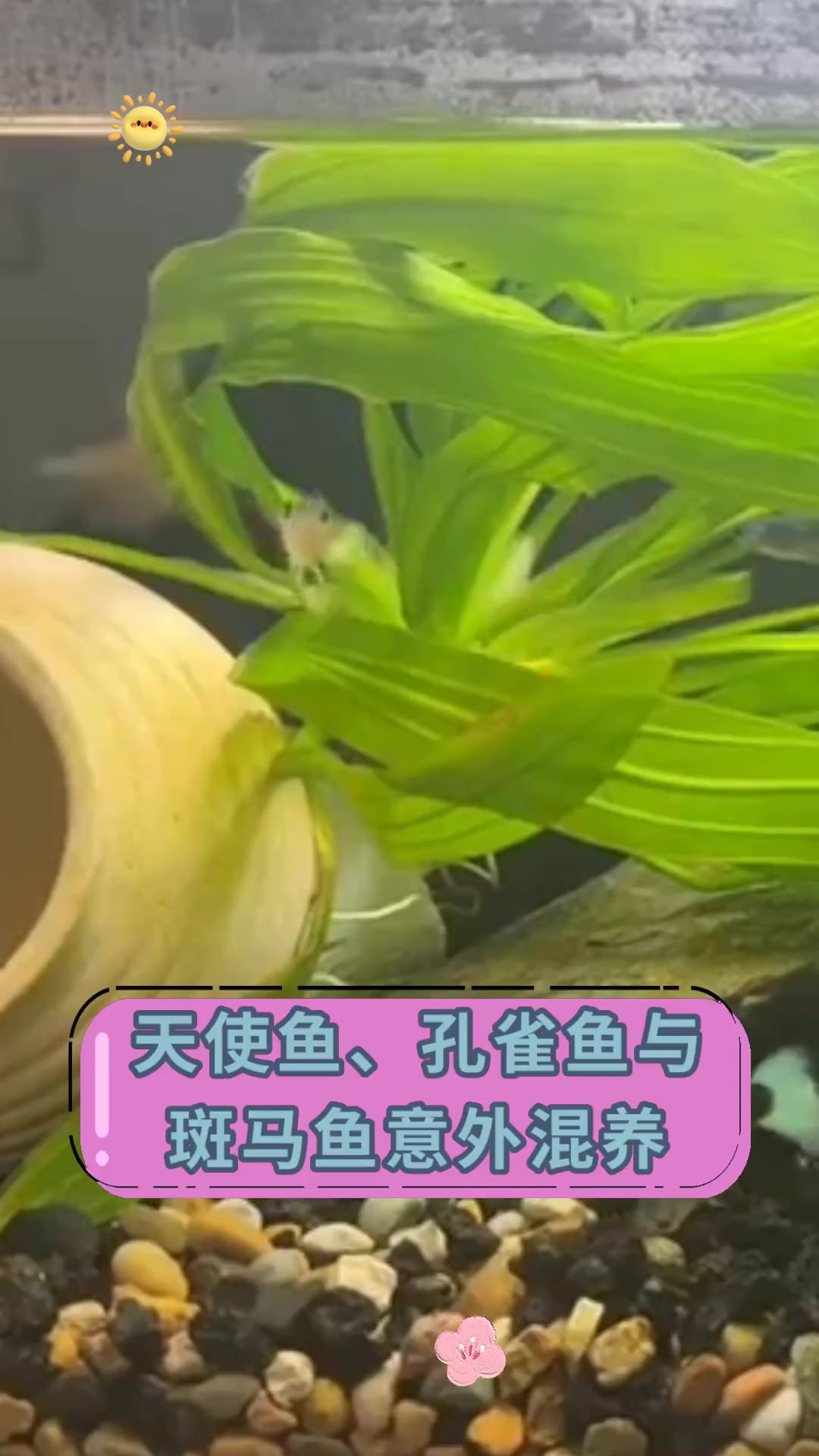 天使鱼、孔雀鱼与 斑马鱼意外混养