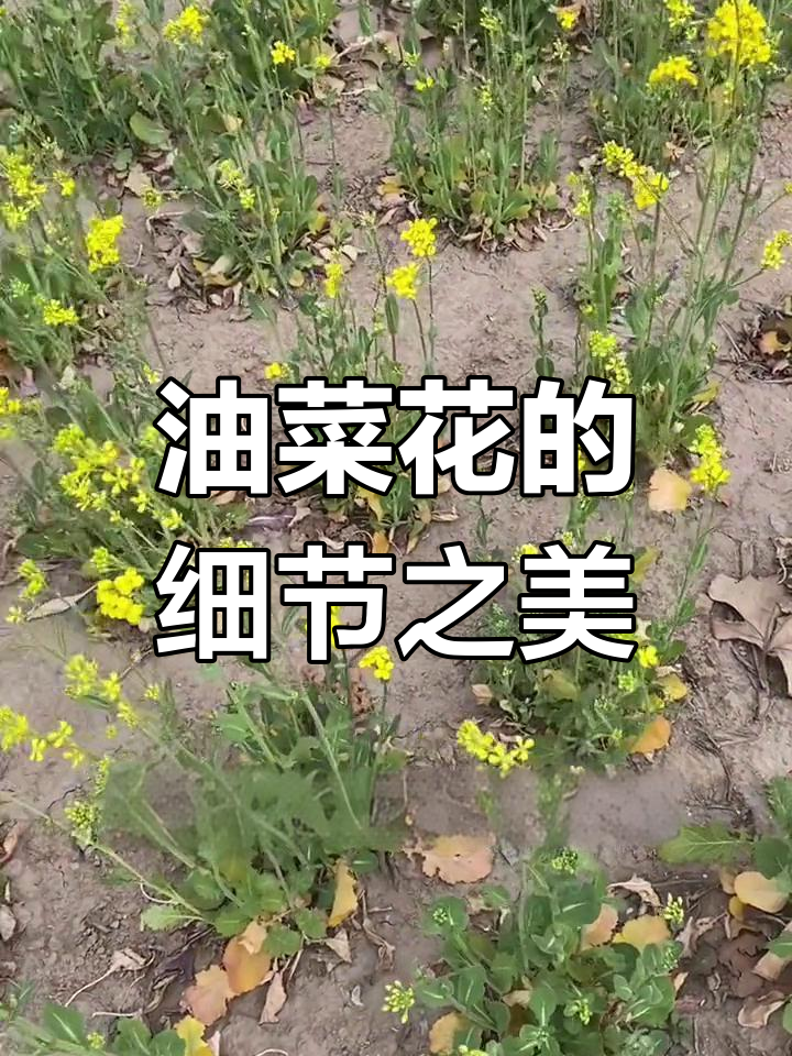 春天里的油菜花,从整体到局部的美丽