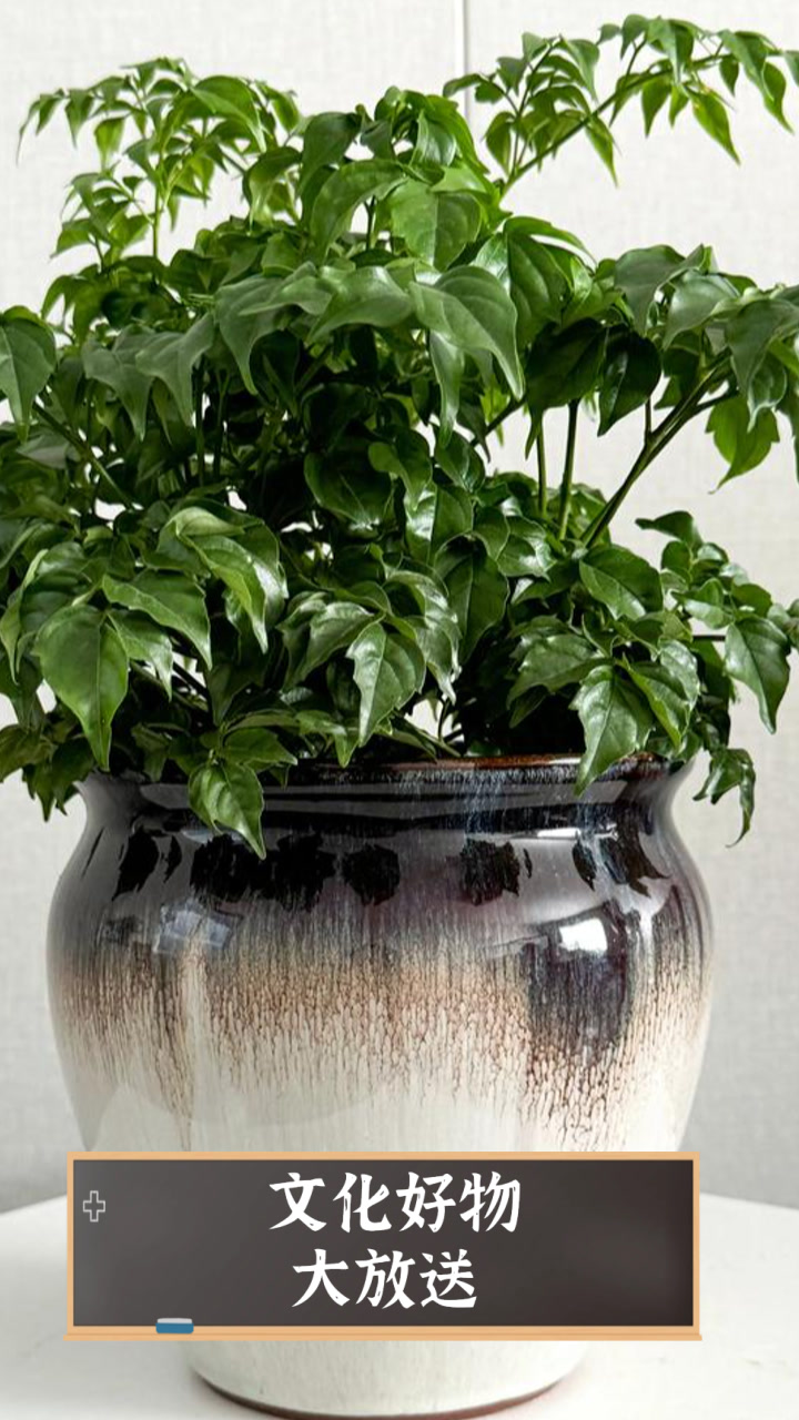 文化好物大放送