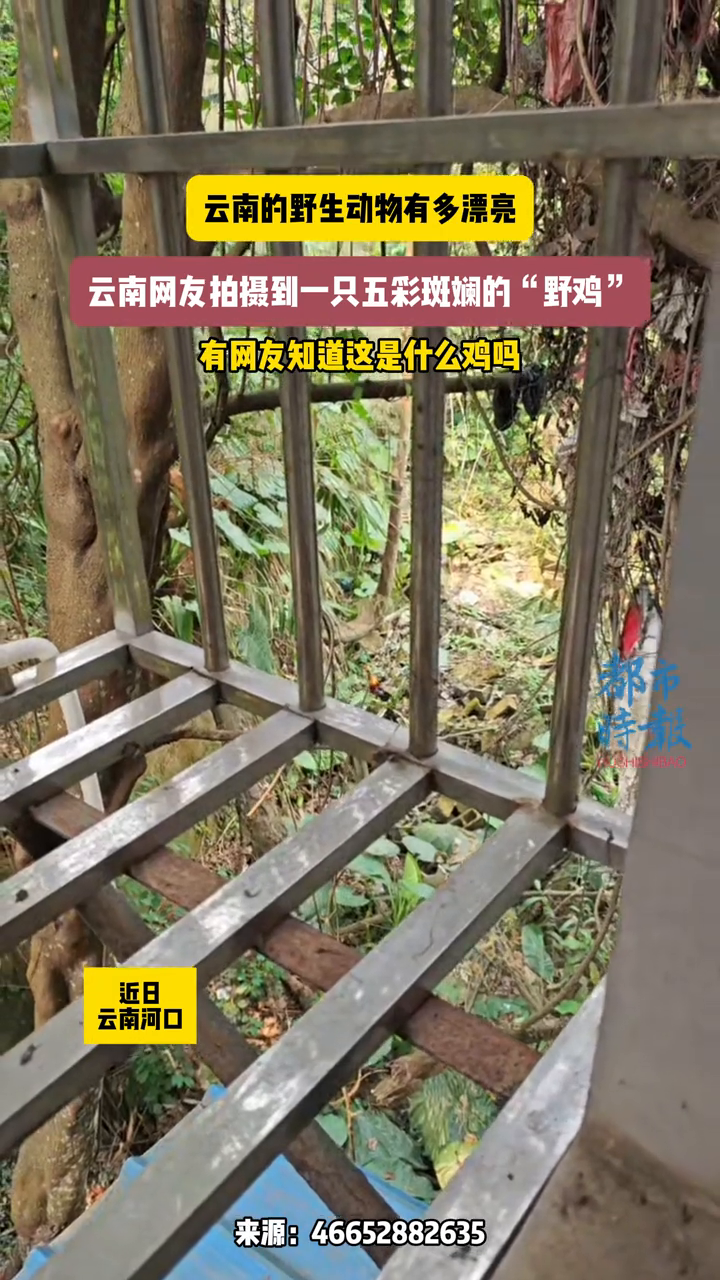 云南网友拍摄到一只五彩斑斓的“野鸡”,有网友知道这是什么鸡吗