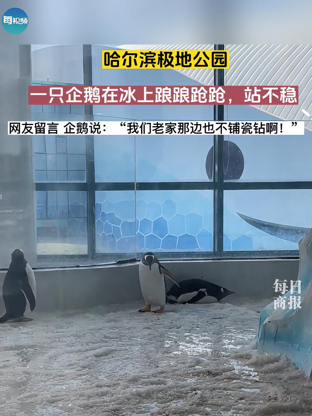哈尔滨极地公园,一只企鹅竟然在冰上打滑站不稳~ 企鹅宝宝 谁能阻挡企鹅的小碎步 小企鹅 雪