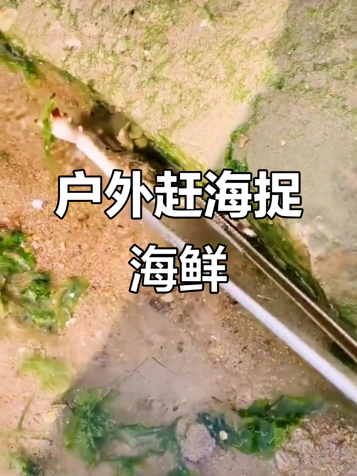 赶海抓海鲜,意外发现大八爪鱼和神秘生物