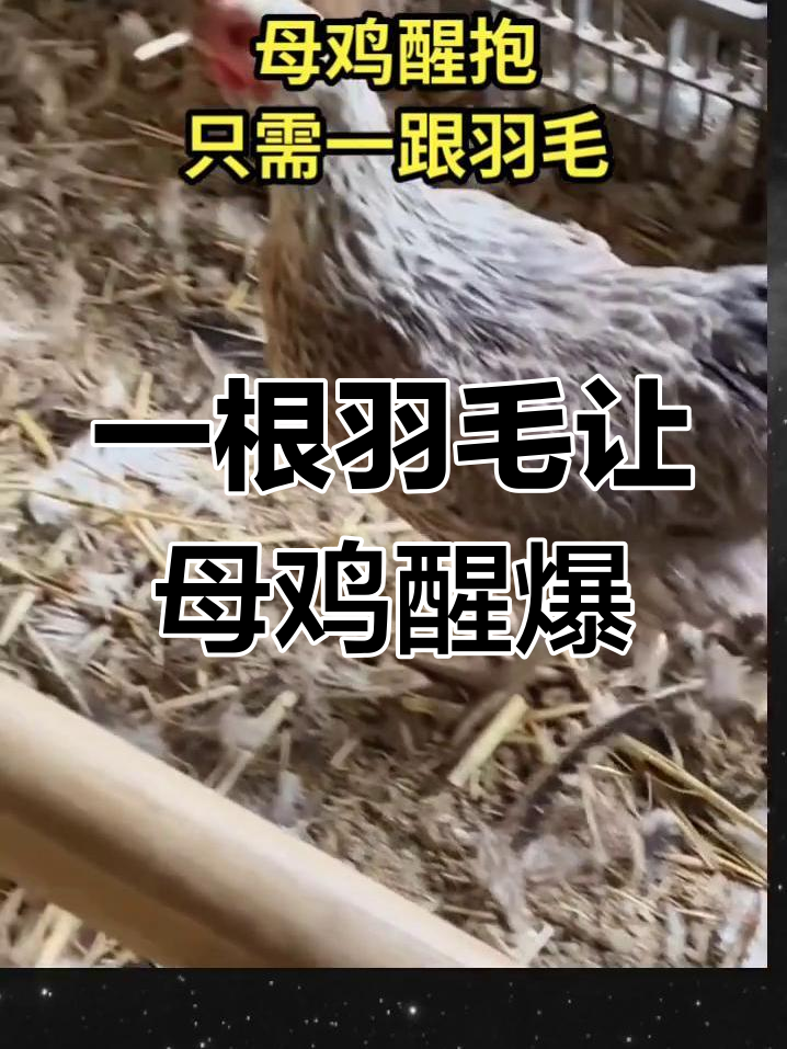 母鸡下蛋后如何快速抱窝?教你一招土方法