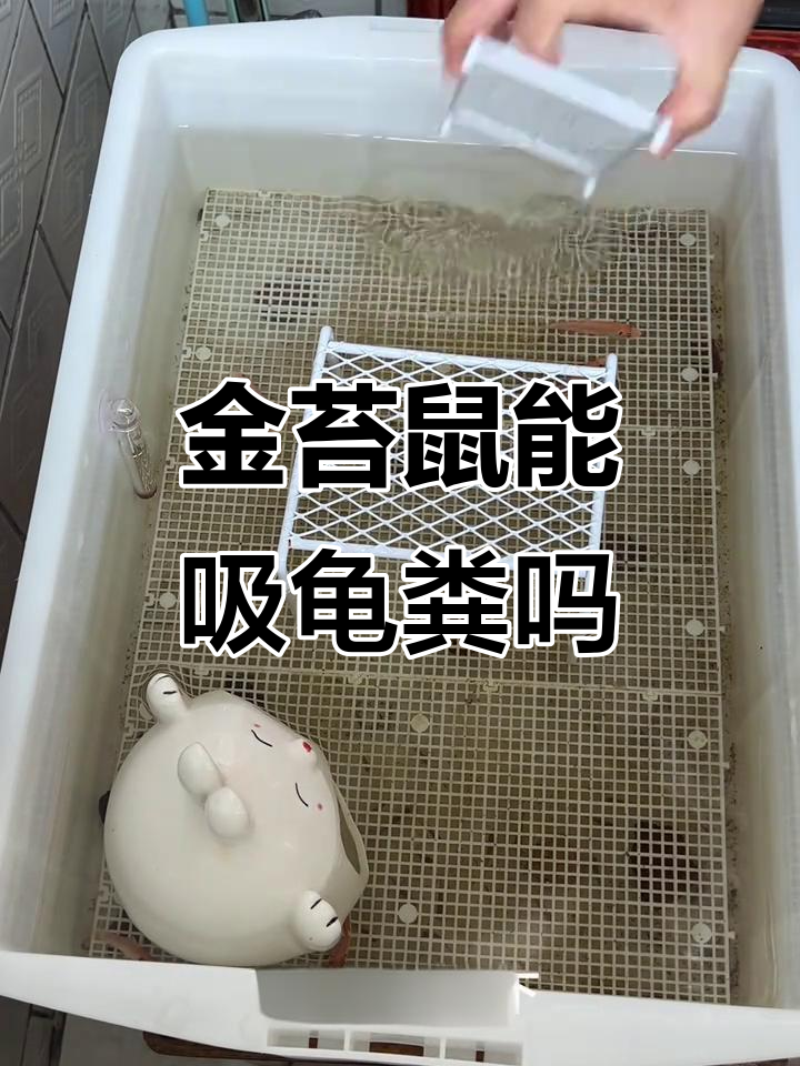 买了5只金苔鼠,看看能不能吸掉乌龟粑粑