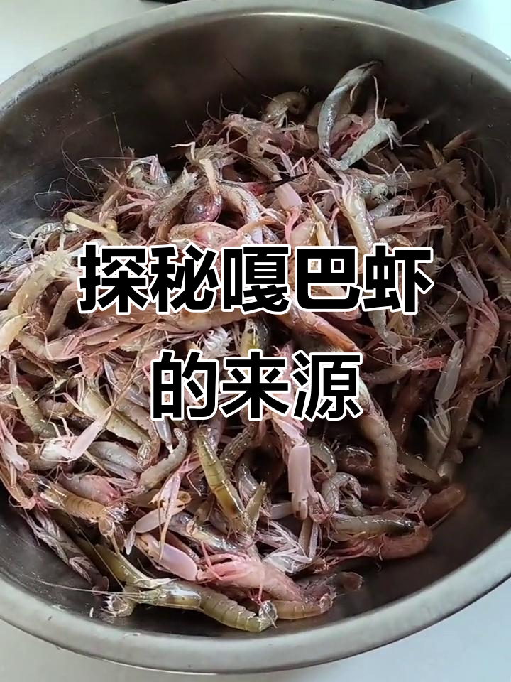 揭秘嘎巴虾名字由来,听!它怎么“嘎嘣”响