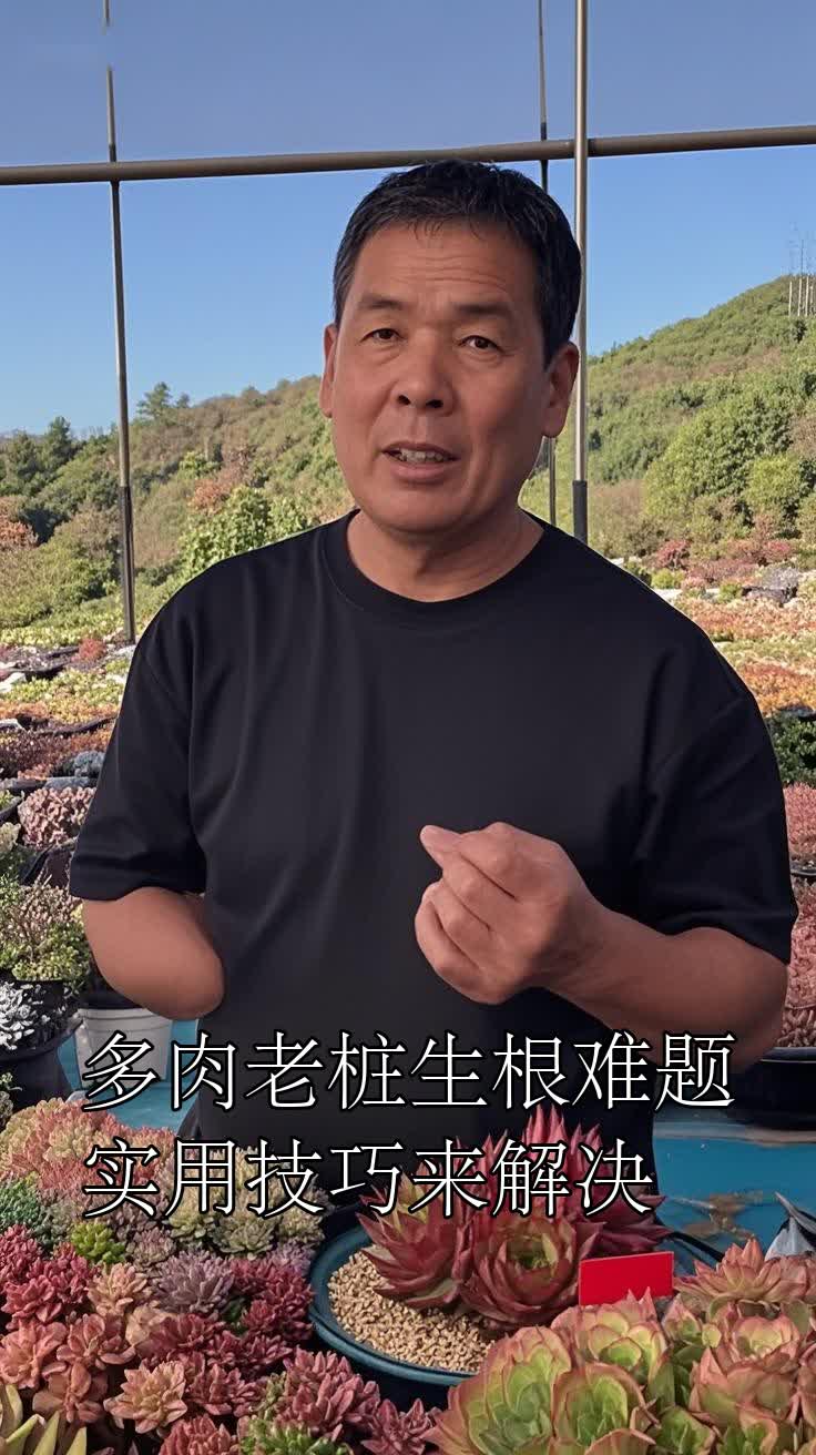 多肉老桩生根难题实用技巧来解决