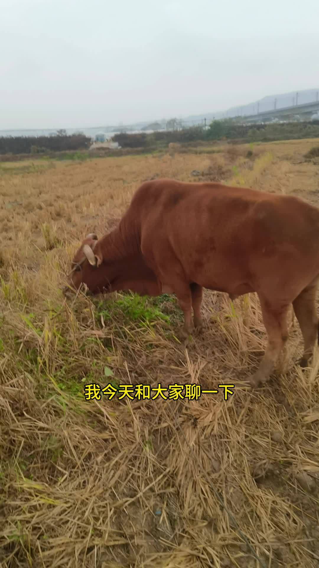 买牛肉要看缘分,喜欢吃便宜的就买便宜的,喜欢好的就接受价格 现宰黄牛肉